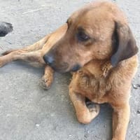 Liebenswerter Senior sucht Nähe, Hund zur Adoption