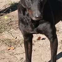 Verschmuste Vanda sucht euch, Hündin zur Adoption