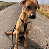 Max - auf der suche nach Nähe&Sicherheit, Hund zur Adoption