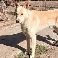 Justin ist ein Herzenshund, Hund zur Adoption