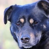 Acantha- freundlich u. verschmust, Hündin zur Adoption