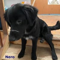 Nero  manchmal ist Liebe schwarz-weiß, Hund zur Adoption