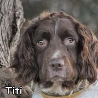TITI, Hund zur Adoption