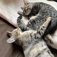 Dina u. Daisy suchen liebevolles Zuhause, Katze zur Adoption