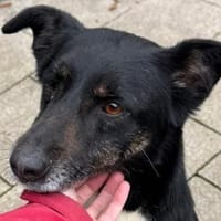 MIMI-verschmuste, hübsche Hündin,49 cm, Hündin zur Adoption