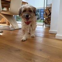 Melli sucht ein Zuhause 🐾❤, Hündin zur Adoption