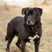 Neymar will endlich ankommen!, Hund zur Adoption