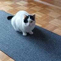 Zuhause gesucht für Sissi&Max, Kater zur Adoption