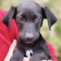 die bezaubernde Jinny 🥰, Hündin zur Adoption