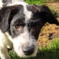 ELSA-TSEZ am 01.03.-zuckersüße W.-Hündin, Hündin zur Adoption