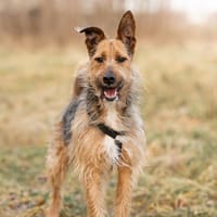 Twist -ein toller Rüde sucht dich!, Hund zur Adoption
