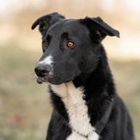 Ares - ein junger Rüde, Hund zur Adoption