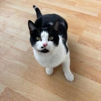 Azrael aus dem Tierschutz, Katze zur Adoption