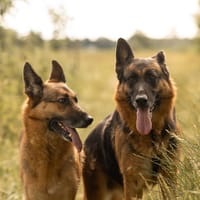 Norah und Novelle, Hündin zur Adoption