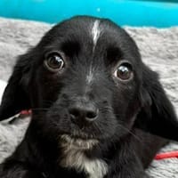 JANNIK-am 01.03. bei TSEZ-lieber W.-Rüde, Hund zur Adoption