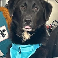 Cosmo -Schäfi-Mix in 55116 Mainz, Hund zur Adoption