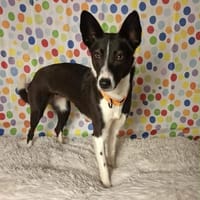 Mischlingshündin Flummi zart, freundlich, Hündin zur Adoption