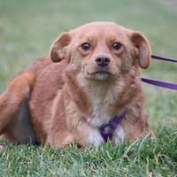 Luminara unsere kleine sensible..., Hündin zur Adoption