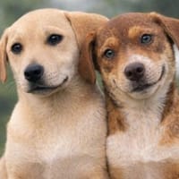 Valerio und Vincenzo 🐕🐕, Hund zur Adoption