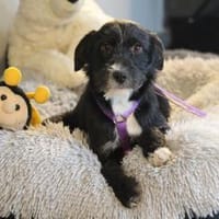 Netta möchte ihr Herz verschenken..., Hündin zur Adoption