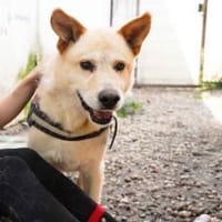 Intelligenter Michel sucht sein Zuhause, Hund zur Adoption