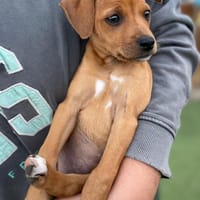 MAJA 💝 zauberhaftes Welpenmädchen!, Hündin zur Adoption