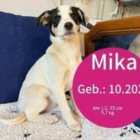 Welpe Mika möchte ins Leben starten!, Hündin zur Adoption
