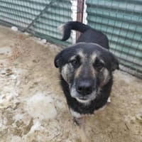 Ruhige und entspannte Bounty sucht Dich!, Hündin zur Adoption