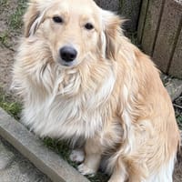 Ayla tiefer gelegt, Hündin zur Adoption