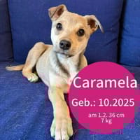 Welpe Caramela möchte die Welt entdecken, Hündin zur Adoption