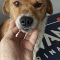 Pisa 28 cm (Pflegestelle), Hündin zur Adoption