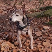 Omi Luna, Hündin zur Adoption