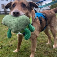 Opa Milka mit jugendlichen Herzen, Hund zur Adoption