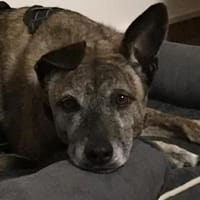 Cassie - freundliche und brave Hündin, Hündin zur Adoption