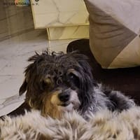 Kevin auf Pflegestelle, Hund zur Adoption