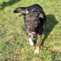 Gino  der unkomplizierte Familienhund, Hund zur Adoption