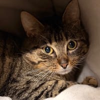 Rio CAB5251, chat à adopter