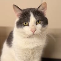 Mallow CAB5261, chat à adopter