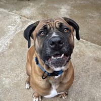 TOKYOU, chien à adopter