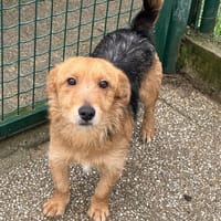 ARTEMIS, chien à adopter