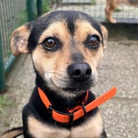 PATO, chien à adopter