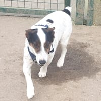 TOBI QCN, chien à adopter