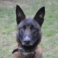 ROCKY, chien à adopter