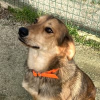 AYKIRA, chienne à adopter