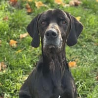 Snoopy PAA24124, chien à adopter