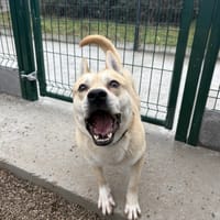 RAPIPOU, chien à adopter