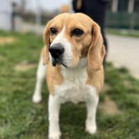 OVIVE TAD KOZ/ MOLLY, chienne à adopter