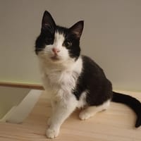 CHASSNEIJ (FR), chatte à adopter