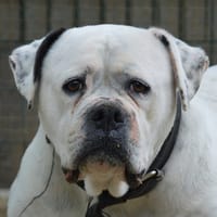 CHANEL, chienne à adopter