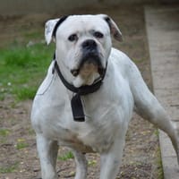 CHANEL, chienne à adopter